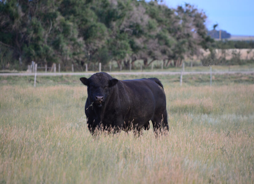 Angus Cattle: Key Characteristics and Benefits for Modern Farming